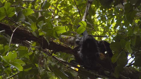 Spider-monkey-parent-grooms-the-baby-who-is-in-a-playful-mood-,bonding-family