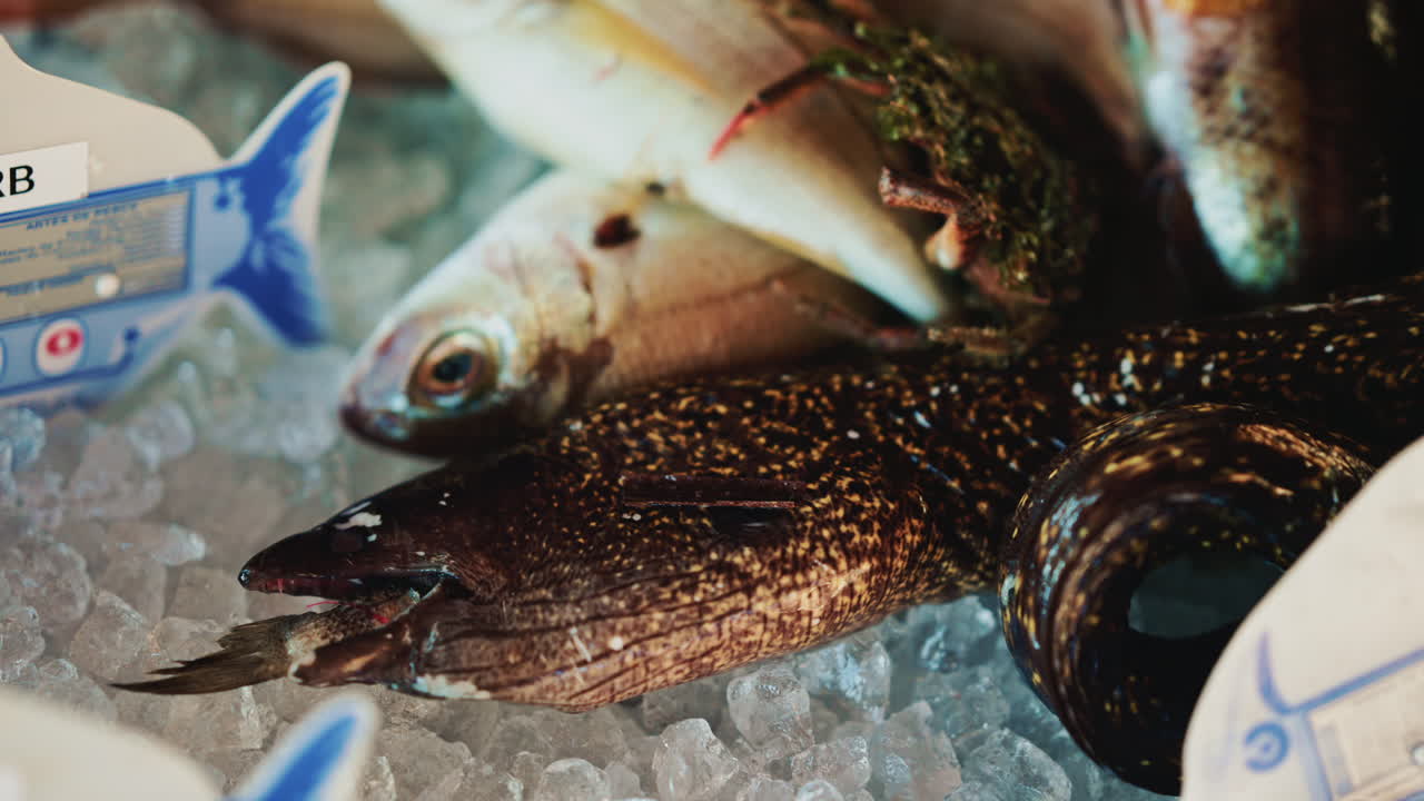 Different fish species laid on crushed ice, with price tags partially visible