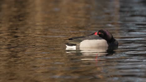 Male-rosy-billed-pochard-sleeping-with-its-head-hidden-beneath-its-wings