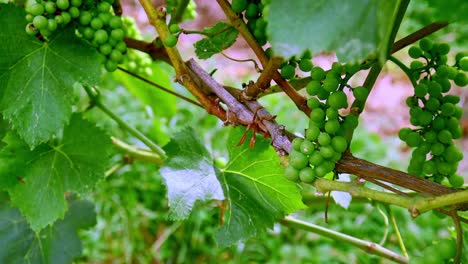 close up of a branch of green organic ripe grapes, grape tree on vineyard at sunny day with gentle fresh breeze