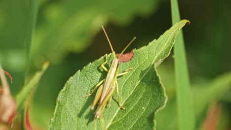 Close-view-of-a-grasshopper-moving-its-legs-while-standing-on-a-leaf