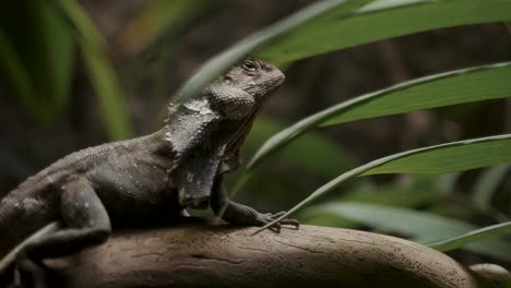 frilled-neck lizard in tropical rainforest