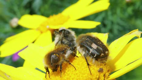 Two-male-European-chafer-beetles-on-top-of-yellow-flower-compete-for-female