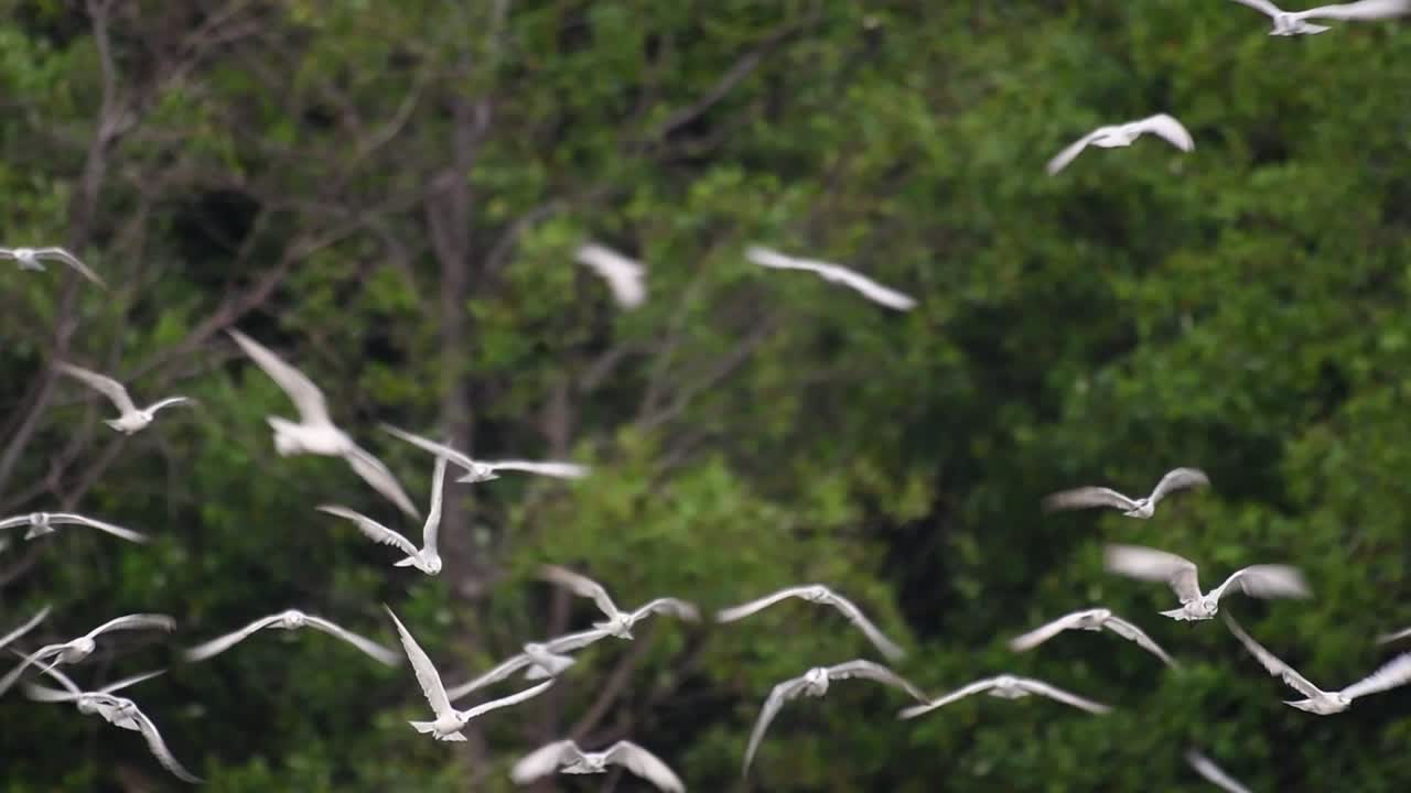 제비갈매기는 전 세계 바다, 강 및 기타 더 넓은 수역에서 볼 수 있는 바닷새입니다.