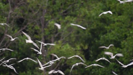 los charranes son aves marinas que se pueden encontrar en todo el mundo en el mar, ríos y otros cuerpos de agua más amplios