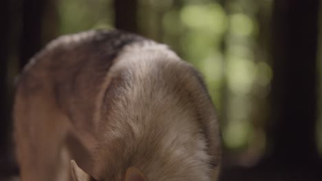 Close-up-of-a-wolfhound-in-the-forest