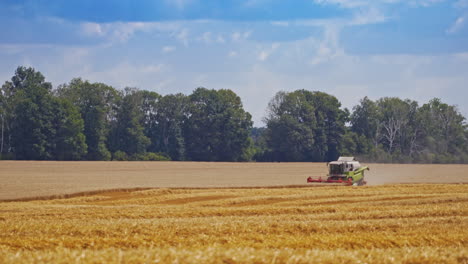 Grain harvesting combine in a sunny day. Yellow field with grain. Agricultural technique works in field.
