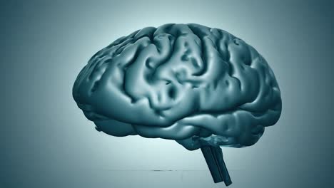 modelo 3d del cerebro humano