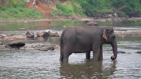 elephants wading in a shallow river at pinnawala, peaceful and calm scene