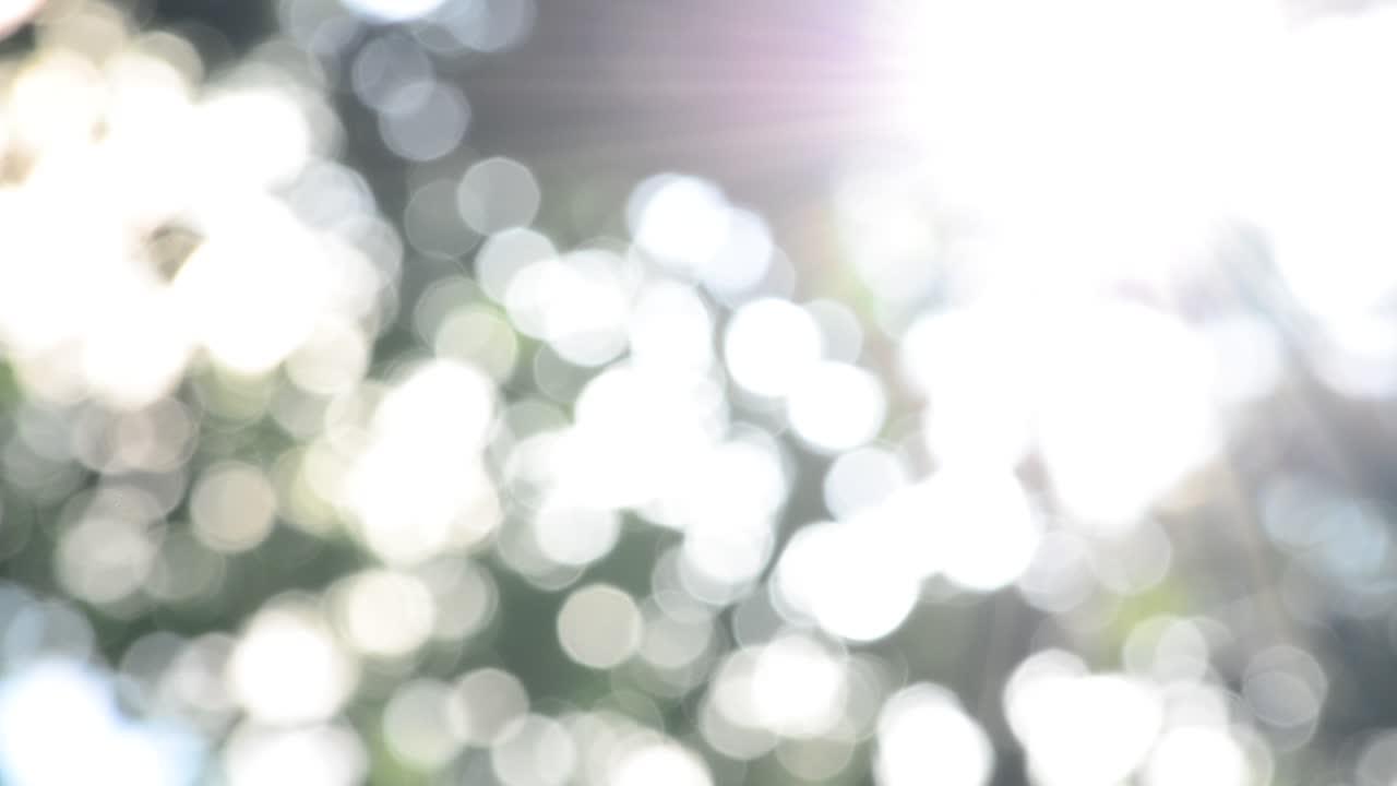 Raggi del sole attraverso le foglie degli alberi. Sfuocato.