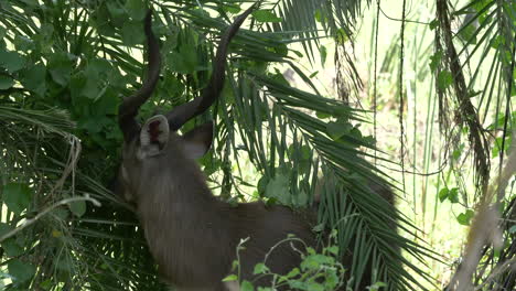 profile, portrait shot of a rare antelope as reaching out to eat leaves from a tree