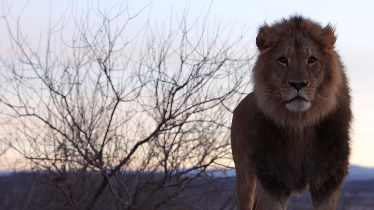 león mirando su orgullo y mirándote fijamente por la mañana