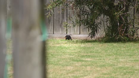 Amsel-Putzt-Sich,-Sitzt-Auf-Gras-Im-Garten-Und-Hüpft-Dann-Tagsüber-Davon,-Heißes-Australien,-Maffra,-Gippsland,-Victoria,-Zeitlupe