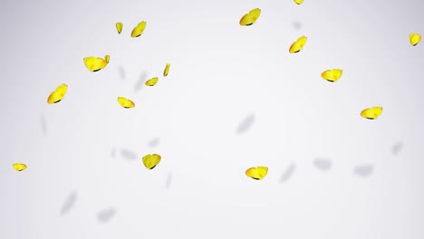 butterflies flying animation. semaless loop