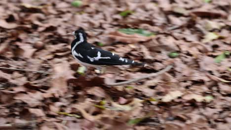 magpie searches and finds food among fallen leaves