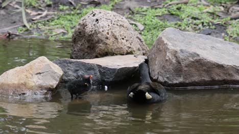 ducks swim and interact around large rocks in pond