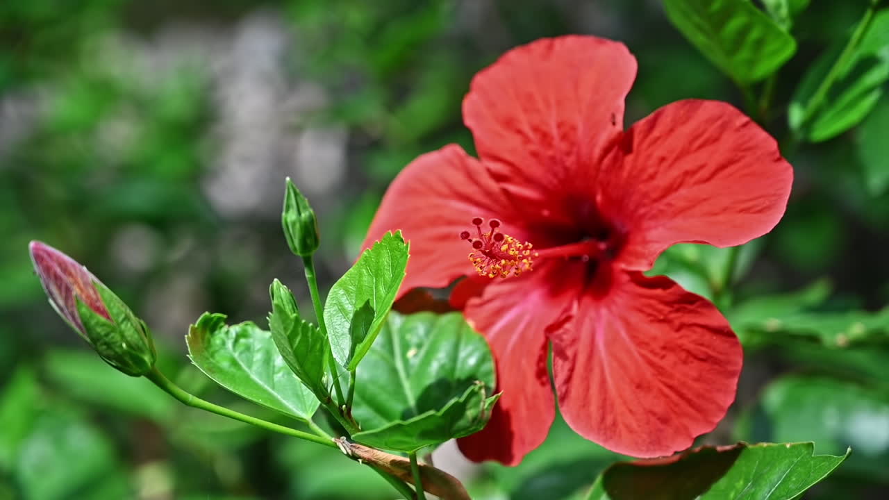 Primo piano di un fiore rosso, con molta vegetazione intorno