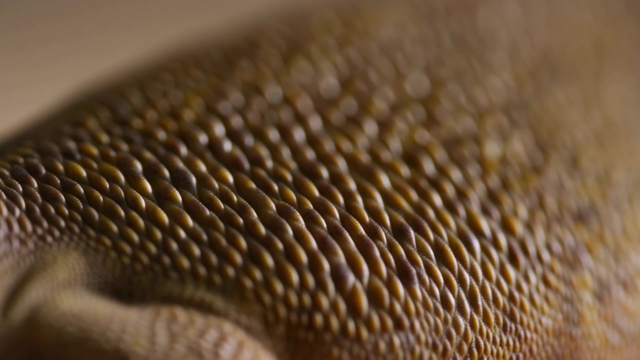 Primer plano macro de escamas de lagarto revela textura granular marrón cálida, poca profundidad de campo, iluminación natural suave