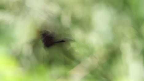 ragged wing grey butterfly struggles to escape from spider web