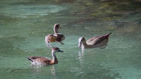 Un-Par-De-Patos-Egipcios-No-Permiten-Que-El-Pato-Yagusa-Se-Acerque,-Tiro-Cercano,-Lago-Cristalino