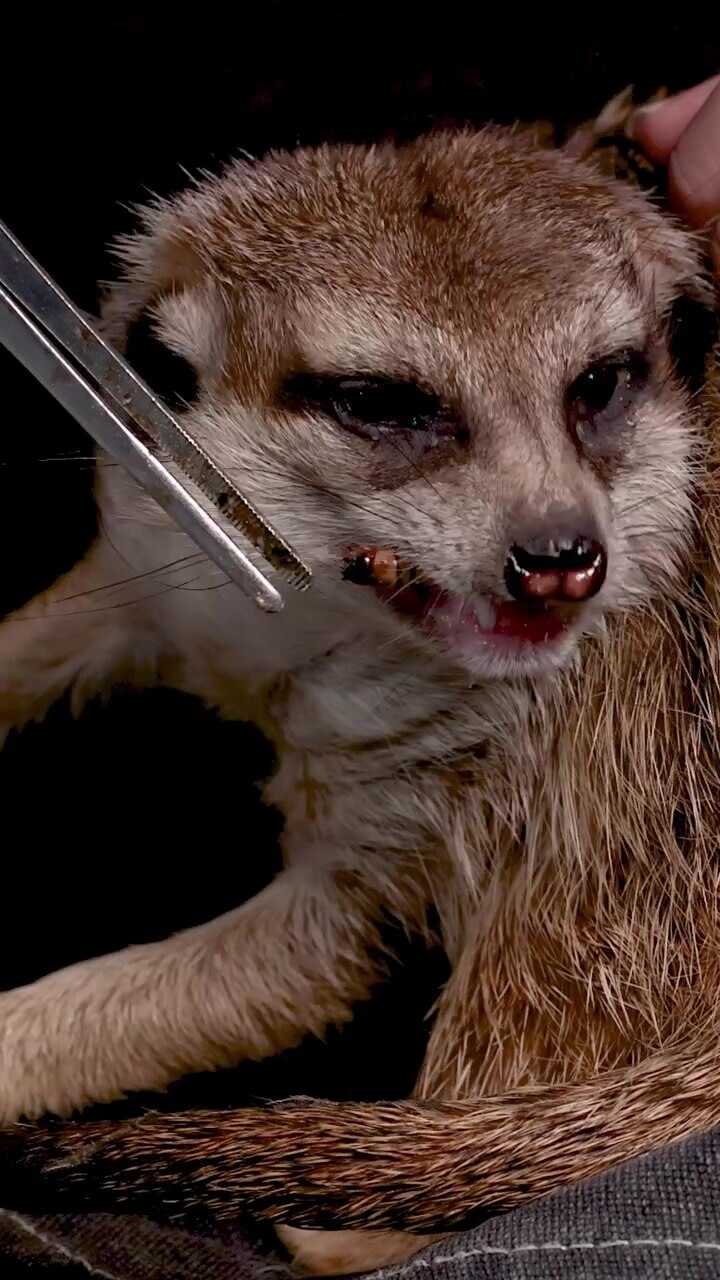 Close-up shot of a meerkat being hand-fed a mealworm with tweezers by a caretaker