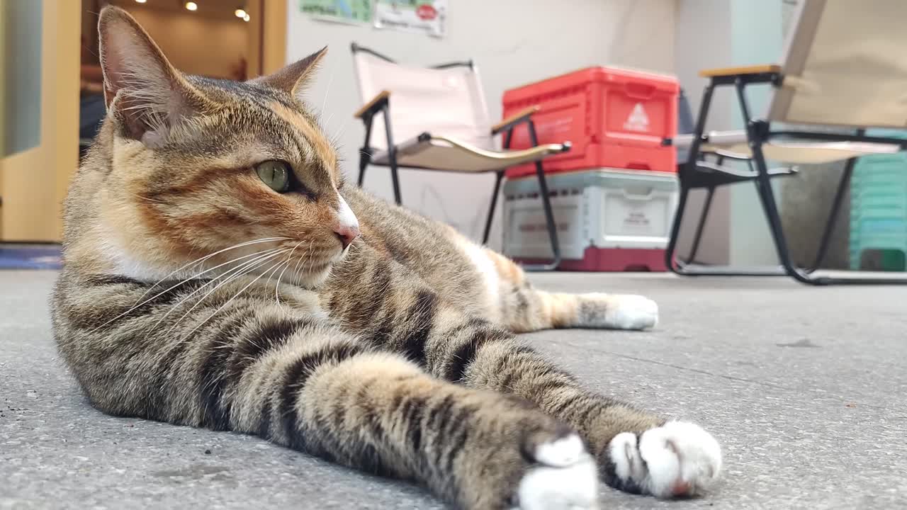 커피의 새끼 고양이는 오후를 즐기고 있습니다.