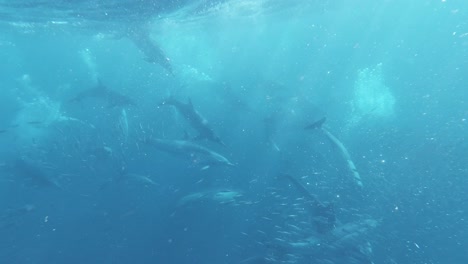 la épica cámara lenta submarina, los delfines persiguiendo sardinas en el océano índico
