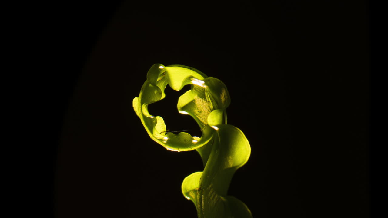Victoria Birds Nest Fern unfurl, follow.  Backlit
