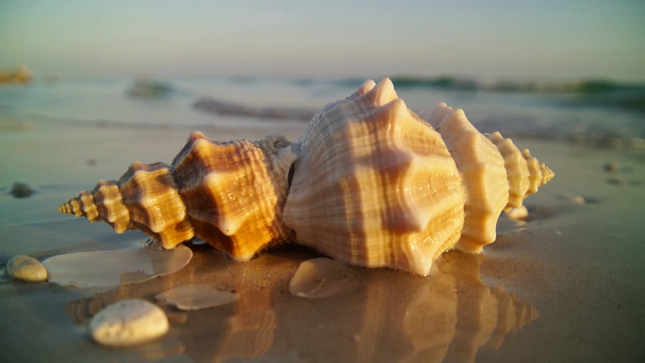 Three spiral seashells resting on wet sand, reacting to ripple and low-angle sunlight for education