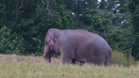 de pie mirando hacia la izquierda mientras se mueve un poco, elefante indio elephas maximus indicus, tailandia
