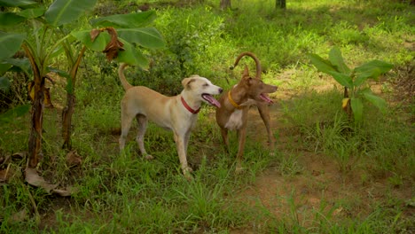 Los-Perros-Están-Peleando-En-La-Diversión-De-La-Hierba