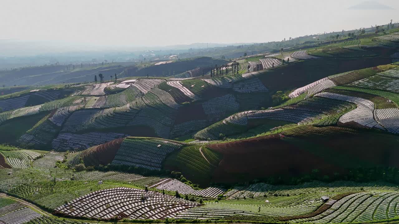 Aerial view of endless rows of lush green crops on fertile farmland in hilly landscape
