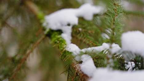 Nahaufnahme-Von-Weißem-Neuschnee,-Der-Auf-Einem-Grünen-Kiefernzweig-Liegt