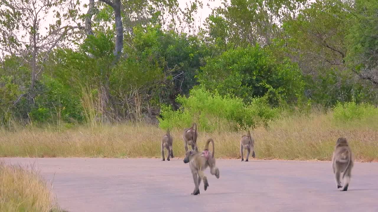 Troop of baboons crossing a rural road in African savanna. Wild primates traverse dusty path against backdrop of lush green trees and golden grass. Authentic wilderness behavior in natural habitat.