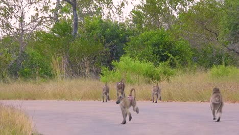 una tropa de babuinos cruzando una carretera rural en la sabana africana. primates salvajes atraviesan un camino polvoriento contra el telón de fondo de árboles verdes y hierba dorada. auténtico comportamiento silvestre en el hábitat natural.