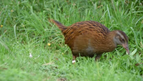 slowy walking weka who is picking up something