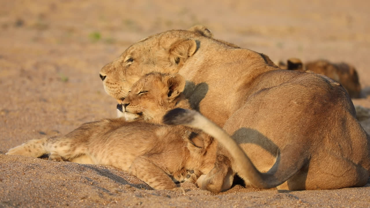 close-up shot van het hele lichaam van twee kleine leeuwenwelpjes, geknuffeld naast hun moeder, grotere kruger