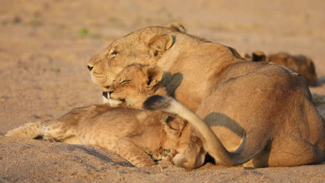 close full body shot of two tiny lion cubs cuddled up next to their mother, greater kruger