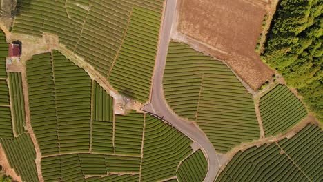 High-above-aerial-overhead-shot-of-beautiful-green-tea-farm-in-Japan