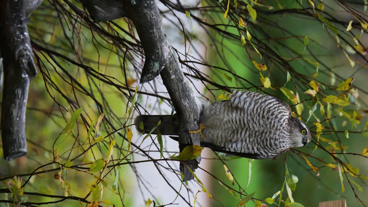 video vertical de un azor salvaje del norte en los árboles