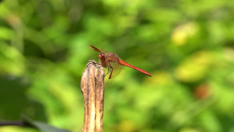 skimmer de petardo de libélula roja coreana encaramado en una planta seca podrida en un jardín - vista lateral