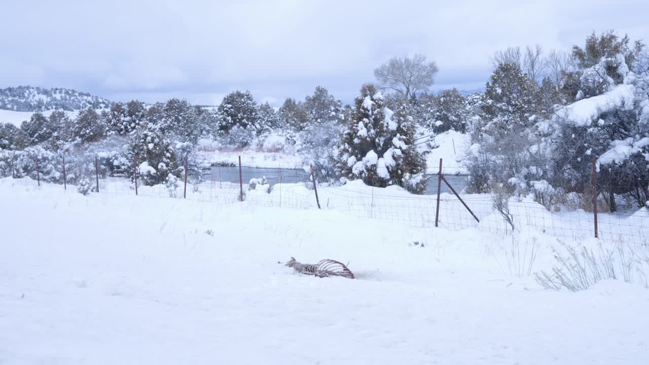 A dead deer skeleton lying in the snow next to a wire fence on a foggy and cloudy day.