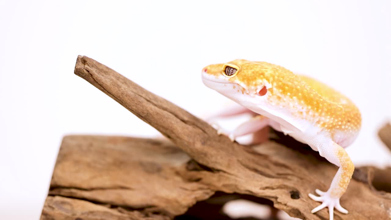 A leopard gecko moves across a wooden branch in a well-lit studio setting, showcasing its vibrant colors and curious nature
