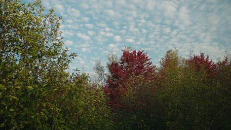 colorful autumn treetops under the sheep cloud sky, north america, quebec, montreal, canada.