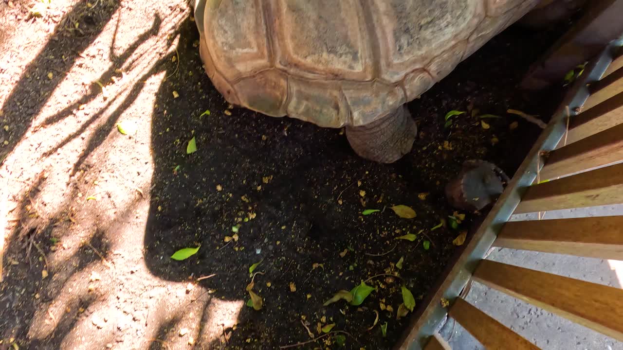 거대한 거북이가 천천히 이 많은 동물원 서식지 주변을 돌아다닙니다.