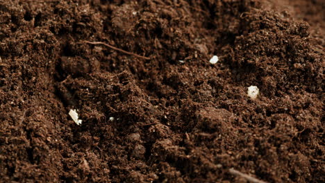 close-up view of soil with seeds