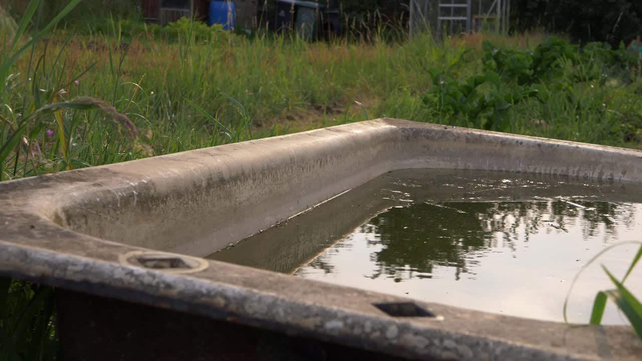 Old bath tub full of water in allotment garden