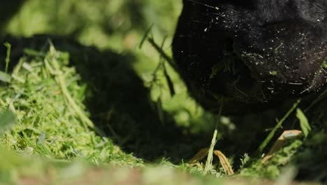 closeup of black cows mouth grazing on freshly cut green grass in the sunlight