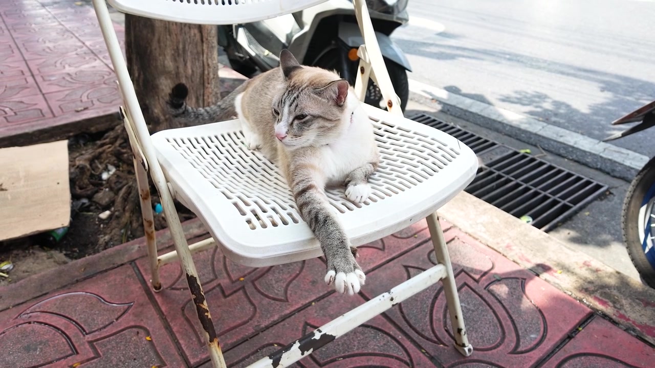 Un gatto soriano domestico si rilassa su una sedia bianca lungo un soleggiato mercato sul marciapiede di Bangkok