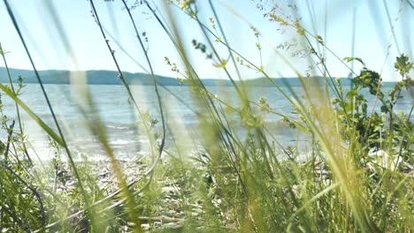 coastline at sunset, real time at pacific ocean on windy evening by sand dunes.